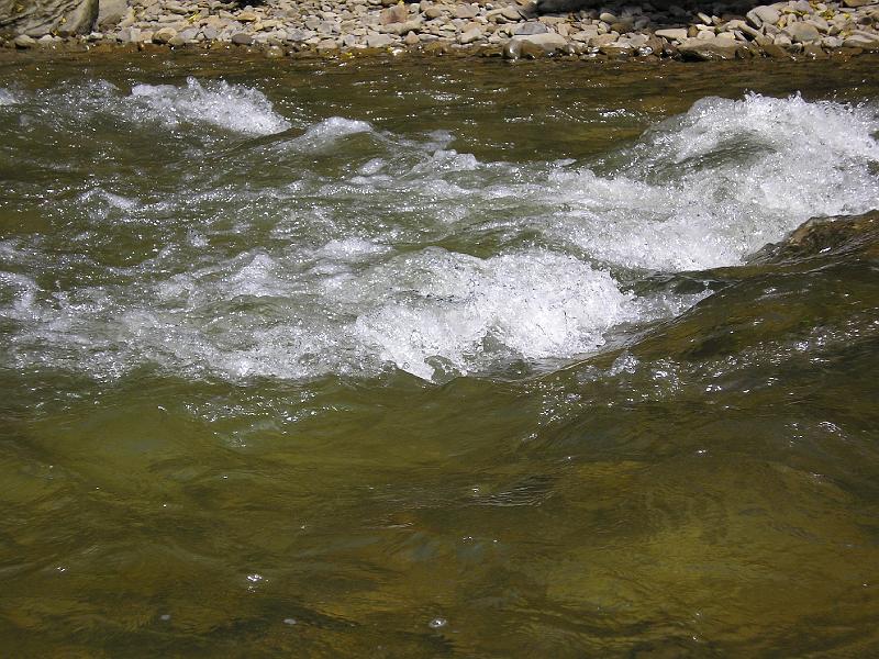 wakacje2008 079.jpg - Wiry na Wetlinie - ale jeszcze nie sine.